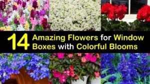 Amazing Flowers for Window Boxes titleimg1