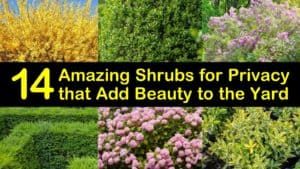 Amazing Shrubs for Privacy titleimg1