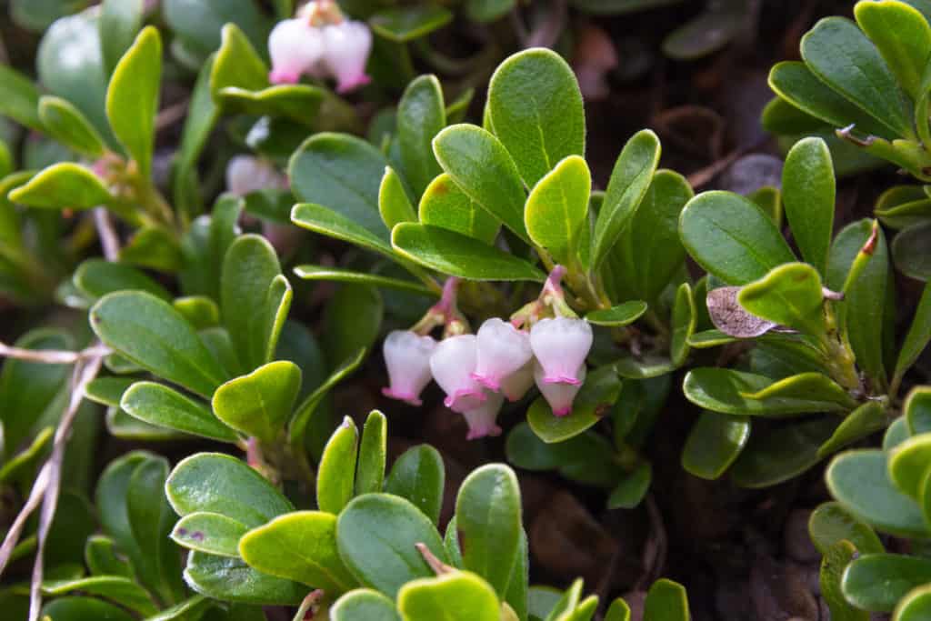 Bearberry Plant