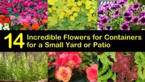 Best Flowers for Containers titleimg1