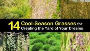 Cool Season Grasses titleimg1