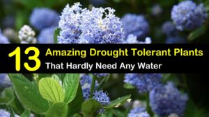 Discover 13 colorful drought-tolerant plants for your front yard or flowering pots. Perfect for garden containers and front yards in zone 5 hot areas like California, Texas, Arizona, Nevada or New Mexico. The perfect perennials for full sun conditions.#drought #plants #hot #summer #heat
