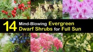 Dwarf Evergreen Shrubs for Full Sun titleimg1