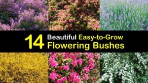 Easy to Grow Flowering Bushes titleimg1