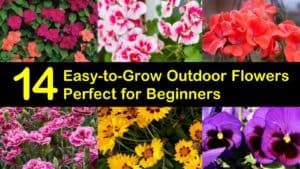 Easy to Grow Outdoor Flowers titleimg1