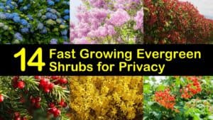 Fast Growing Evergreen Shrubs for Privacy titleimg1