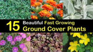 fast growing ground cover plants titleimg1