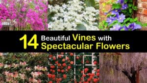 Flowering Vines titleimg1