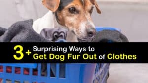 How to Get Dog Fur Out of Clothes titleimg1