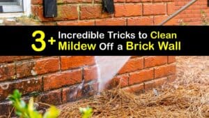How to Remove Mold From a Brick Wall titleimg1