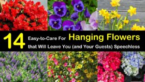 hanging flowers titleimg1