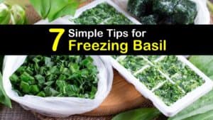 How to Freeze Basil titleimg1