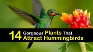 Plants that Attract Hummingbirds titleimg1