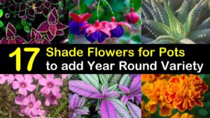 shade flowers for pots titleimg1