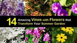 Summer Blooming Vines titleimg1