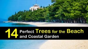 Trees for the Beach titleimg1